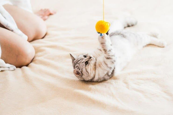 Os diferentes tipos de brinquedos para gatos - aumigodepatas