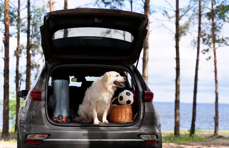 dicas para viajar com o pet