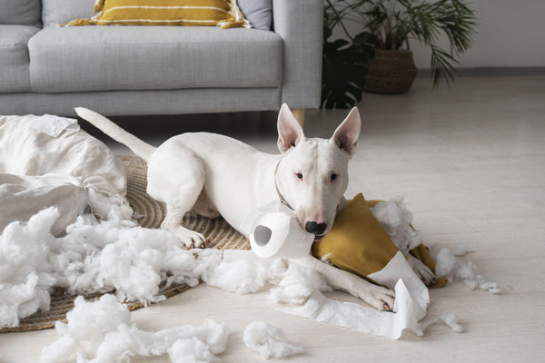 Bolinha Antiestresse para Pets: Como ela pode ajudar a controlar a ansiedade e o estresse do seu pet - aumigodepatas