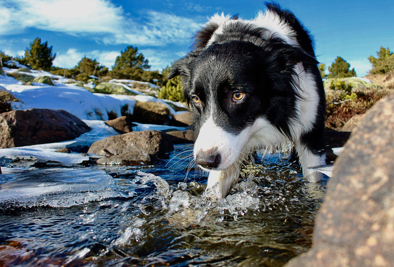 9 DICAS | Como manter seu PET hidratado! - aumigodepatas