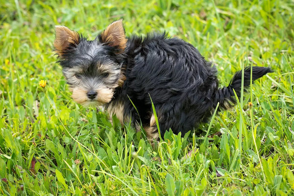 cachorro comendo cocô