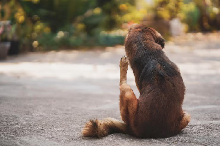 Foto essencial: sintomas de infestação de pulgas e carrapatos em animais