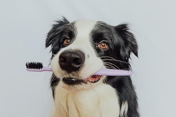 Cuidados com a higiene bucal dos cães e gatos: como manter a saúde dentária do seu animal de estimação - aumigodepatas